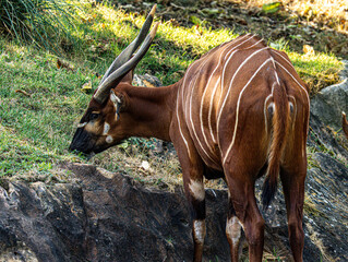Bongo antelope with spiral horns walking on a rock © Ludovic