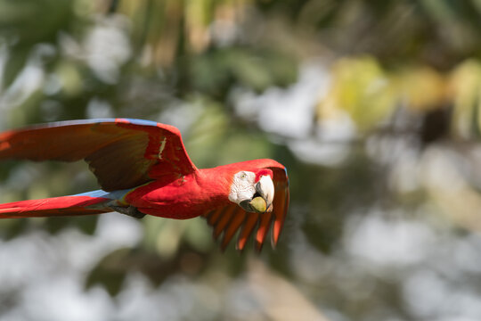 View of a scarlet macaw in flight holding a nut in its beak against a blurred green forest background in Puerto Jimenez, Puntarenas Province, Costa Rica.
