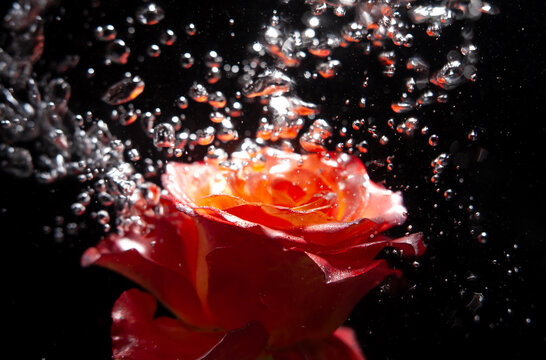 Rose submerged in clear water with bubbles rising around it