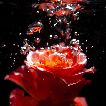 Rose submerged in clear water with bubbles rising around it