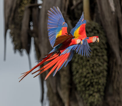 View of two vibrant Scarlet Macaws in flight with their colorful wings spread against a blurred palm tree background in Puerto Jimenez, Puntarenas Province, Costa Rica.