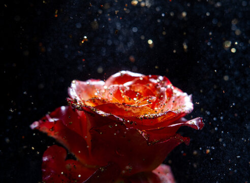 Close-up of a red rose in water with particles floating around it