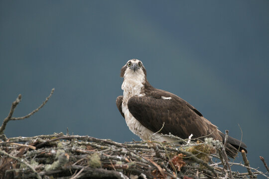 View of an osprey perched in its large stick nest against a soft blurred background in Pitt Meadows, British Columbia, Canada.