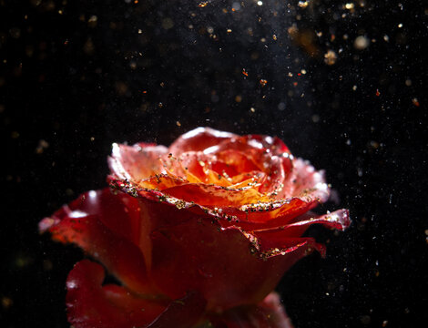 Close-up of a red rose in water with particles floating around it