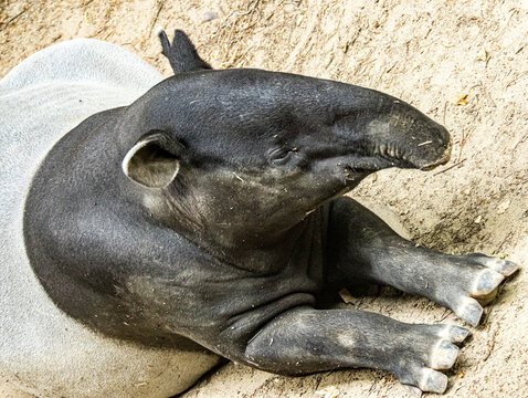 Tapir lying on a rock with its trunk extended
