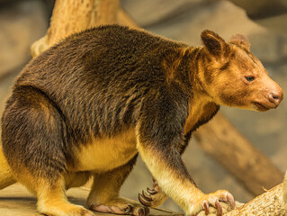 Goodfellow's tree kangaroo looking to the side © Ludovic