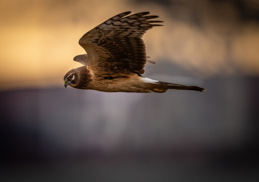 View of a northern harrier in flight against a warm sunset sky, showing its distinctive white rump patch and brown plumage, British Columbia, Canada.