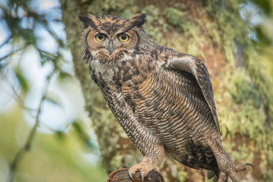 View of a Great Horned Owl perched on a mossy tree branch with detailed feathers and piercing yellow eyes in British Columbia, Canada.
