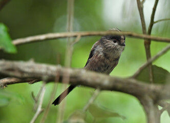 Long Tailed Tit - Aegithalos caudatus   © Carolina