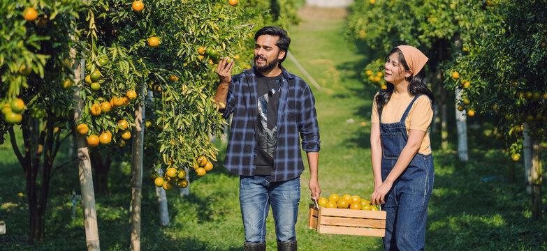 Two people stroll through a sunlit orange orchard