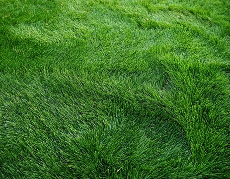 short trimmed vibrant green lawn texture uniform overhead turf grass natural pattern backdrop