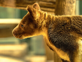 Goodfellow's tree kangaroo head in profile © Ludovic