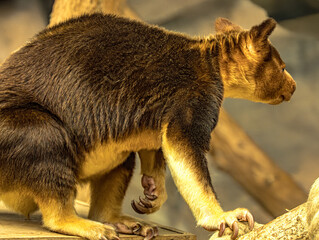 Goodfellow's tree kangaroo with long claws © Ludovic