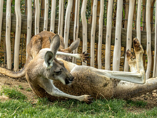 Red kangaroo lying in the grass by a fence © Ludovic