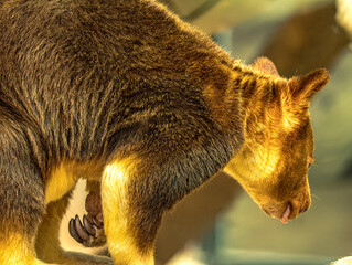 Goodfellow's tree kangaroo climbing in warm light © Ludovic