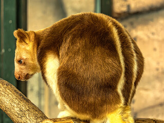 Goodfellow's tree kangaroo with thick reddish fur © Ludovic