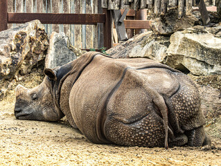 Indian rhinoceros resting on the ground © Ludovic