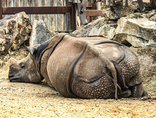 Indian rhinoceros lying on the ground © Ludovic