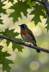 Obraz premium Biodiversity and wildlife conservation, male cerulean warbler perched on a tree branch in a forest habitat with soft natural light and green foliage