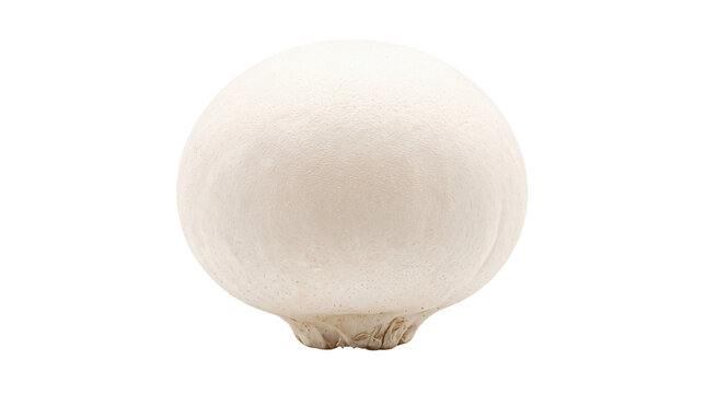 Fresh white button mushroom, organic raw agaricus mushroom cap, healthy edible fungus ingredient for cooking photography isolated PNG with Transparent Background