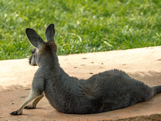 Dark kangaroo lying on grass and sand © Ludovic