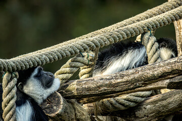 Black and white colobus monkey resting on ropes © Ludovic