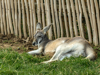 Red-necked wallaby lying on grass in front of a fence © Ludovic