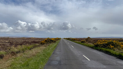 Obraz premium A scenic long road winding through the Scottish countryside, bordered by blooming yellow gorse bushes under a dramatic sky.