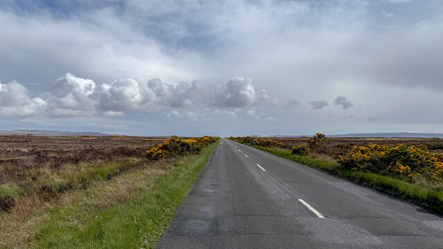 A scenic long road winding through the Scottish countryside, bordered by blooming yellow gorse bushes under a dramatic sky.