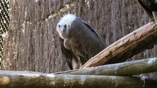 Griffon vulture looking directly at camera, close wildlife portrait of a large European bird of prey with pale brown plumage and featherless head, distinctive raptor features, wild nature