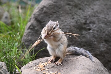 岩の上で食事中のエゾシマリス © nutsmot