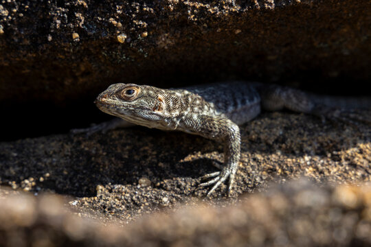 Close-up of a lizard on a rock, Isalo, Madagascar