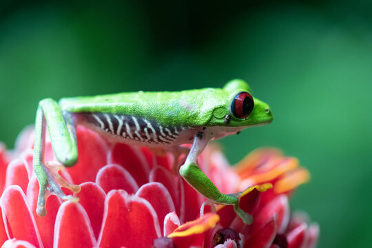 View of a red-eyed tree frog resting on a vibrant red ginger flower in Puerto Jimenez, Puntarenas Province, Costa Rica.