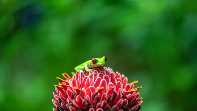 View of a vibrant red-eyed tree frog perched on a blooming torch ginger flower against a soft green tropical background in Puerto Jimenez, Puntarenas Province, Costa Rica.