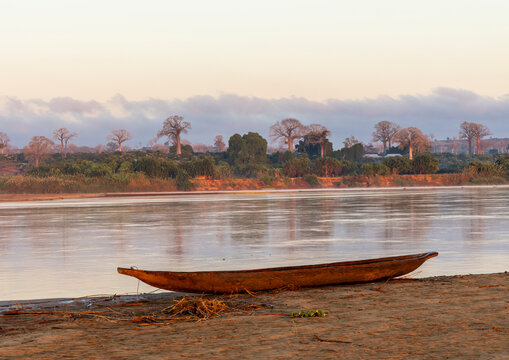 Dugout canoe rests by baobab trees, Tsiribihina, Madagascar