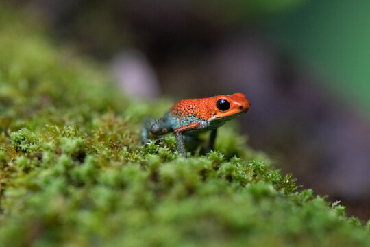 View of a strawberry poison-dart frog with vibrant red skin and blue-green legs resting on a lush, mossy surface in the rainforest in Puerto Jimenez, Puntarenas Province, Costa Rica.