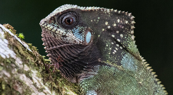 View of a helmeted iguana resting on a mossy tree branch in the tropical rainforest of Puerto Jimenez, Puntarenas Province, Costa Rica.