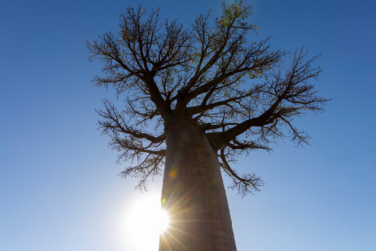 Baobab tree silhouetted against blue sky, Morondava, Madagascar