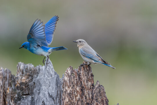 View of a male and female mountain bluebird on a weathered tree stump in British Columbia, Canada.