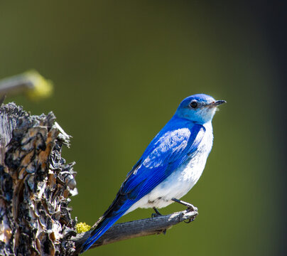 View of a vibrant Mountain Bluebird perched on a weathered tree branch against a soft green background in British Columbia, Canada.