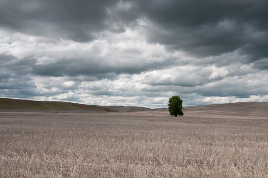 View of a lone tree standing in a harvested wheat field under a dramatic, cloudy sky in Whitman County, Washington, United States.