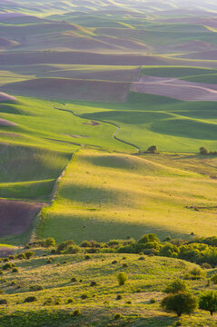 View of the rolling hills of the Palouse region with lush green fields, patches of dark soil, and scattered trees under soft golden light in Whitman County, Washington, United States.