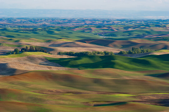 View of the rolling hills of the Palouse region with green and brown agricultural fields and patches of trees in Whitman County, Washington, United States.