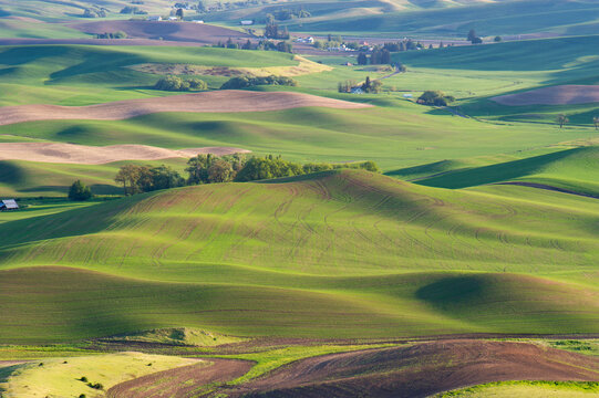 View of the rolling green hills of the Palouse region with agricultural fields and gentle slopes in Whitman County, Washington, United States.