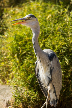 Profile view of a grey heron standing with open beak against green foliage