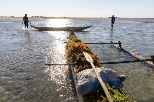 Vezo men pulling a canoe loaded with seaweed, Belo sur Mer, Madagascar