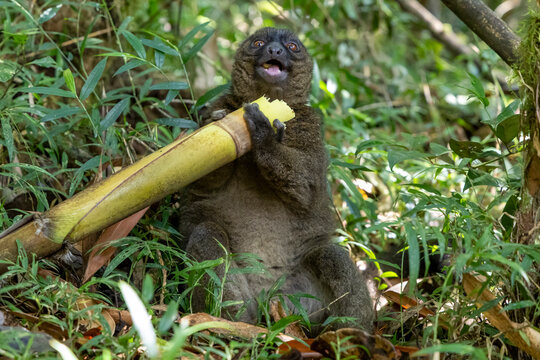 Lemur feeding on a bamboo stalk, Ranomafana, Madagascar