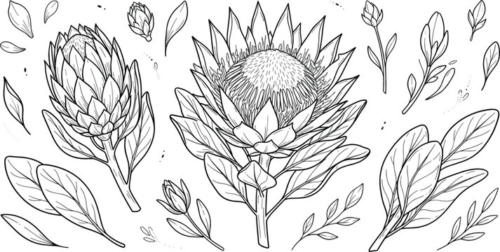Vector line art engraving illustration set of king protea exotic flowers blooming buds leaves and botanical elements
