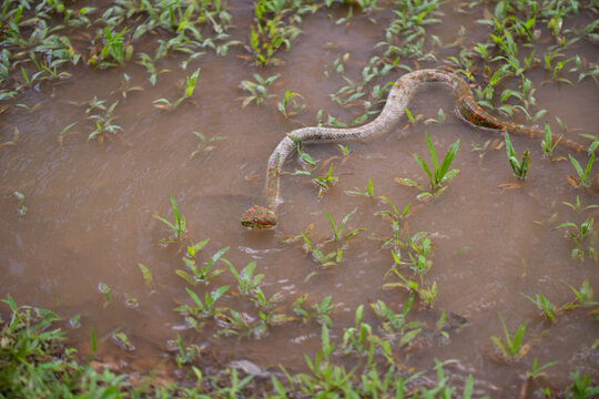 View of a snake swimming through a shallow, muddy pool of water surrounded by green grass in Costa Rica.