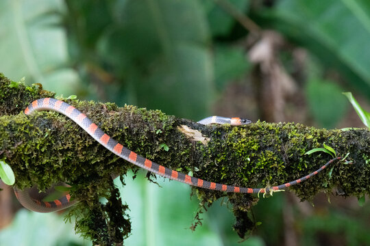 View of a colorful snake with red, black, and white bands resting on a mossy tree branch in the rainforest of Costa Rica.